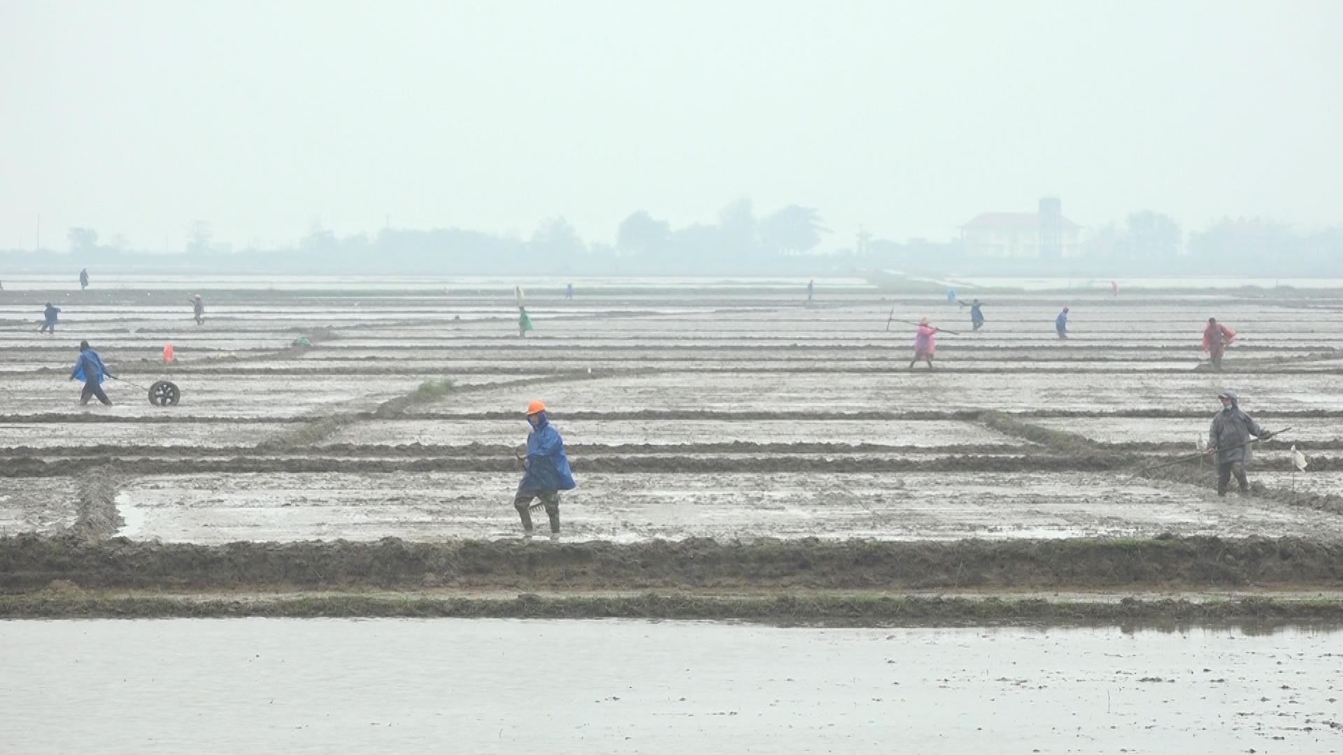 Lãnh đạo tỉnh kiểm tra tình hình sản xuất nông nghiệp dịp đầu xuân Quý mão tại Hải Lăng